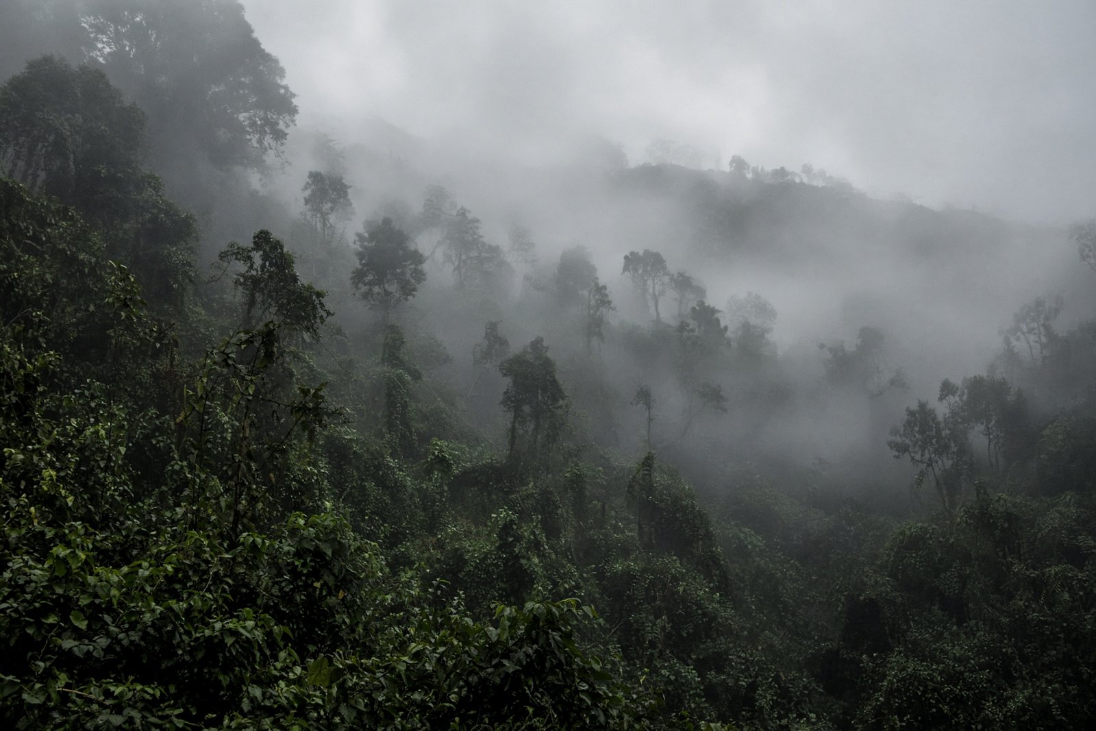 Bwindi Gorilla Trek