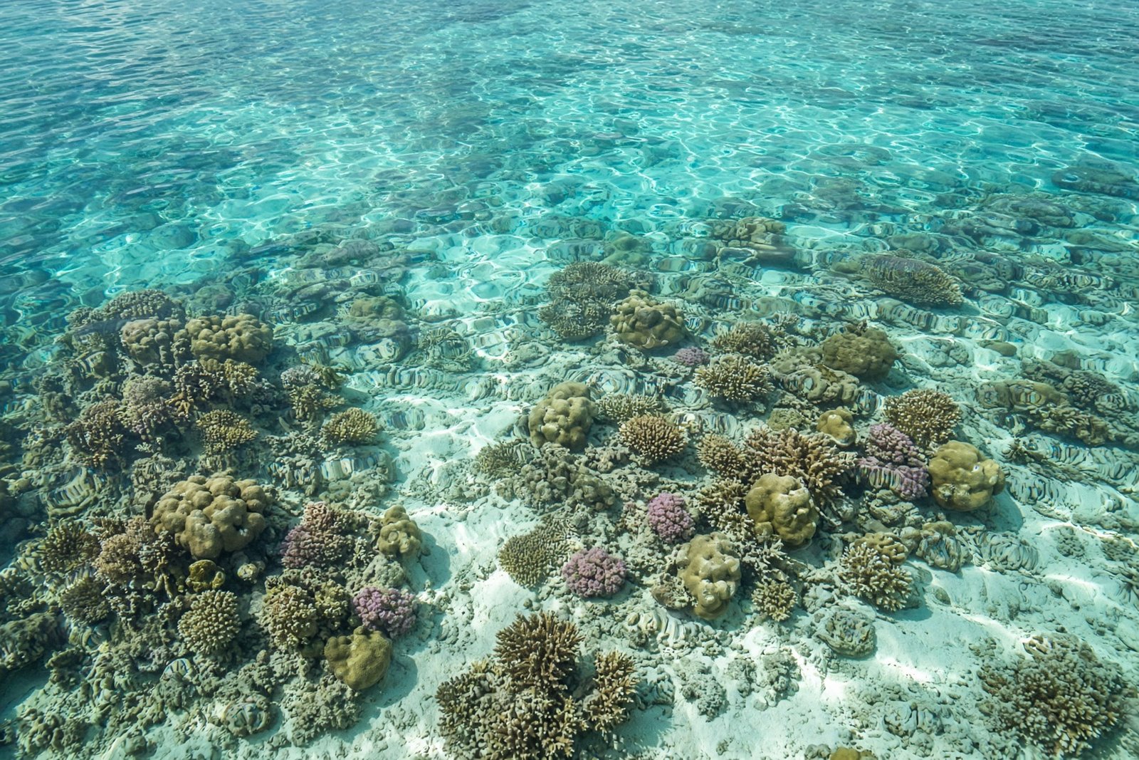 Diani Coral Garden Snorkel